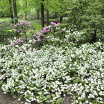 Azalea 'Helen Curtis'(Shammarello Hybrid) — photo 2