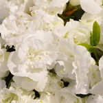 Azalea 'Helen Curtis'(Shammarello Hybrid) — photo 3