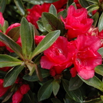 Azalea 'Hershey's Red'(Kurume Hybrid) — photo 2