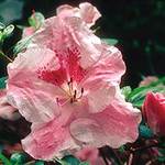 Azalea 'Hilda Niblett'(Robin Hill Hybrid) — photo 1