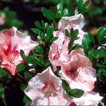 Azalea 'Hilda Niblett'(Robin Hill Hybrid) — photo 2