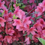 Azalea 'Martha Hitchcock'(Morrison Hybrid) — photo 3
