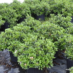 Azalea 'Nancy of Robin hill'(Robin Hill Hybrid) — photo 3