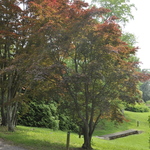 Acer palmatum 'Bloodgood' — photo 6