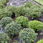 Azalea 'Sir Robert'( Robin Hill Hybrid) — photo 2