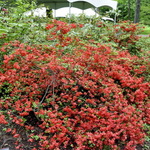 Azalea 'Stewartstonian' — photo 3