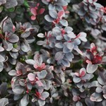 Berberis thunbergii f. atropurpurea 'Royal Burgundy' — photo 3