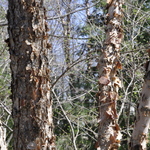 Betula nigra — photo 2