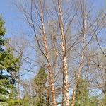 Betula nigra — photo 3