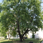 Betula nigra — photo 4