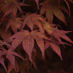 Acer palmatum 'Fire Glow' — photo 2