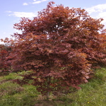 Acer palmatum 'Fire Glow' — photo 3