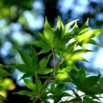 Acer palmatum 'Hogyoku' — photo 3
