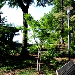 Acer palmatum 'Hogyoku' — photo 4