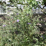 Buddleia davidii 'Nanho Blue' — photo 4