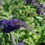 Buddleia daviidii 'Adonis Blue' — photo 2