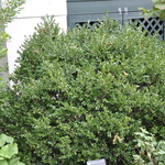 Buxus mic. var. jap. 'Green Beauty' — photo 2