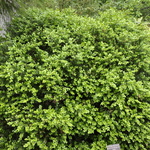 Buxus mic. var. jap. 'Green Beauty' — photo 3