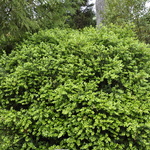 Buxus mic. var. jap. 'Green Beauty' — photo 4