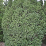 Buxus microphylla — photo 1