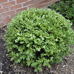 Buxus microphylla — photo 2