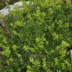 Buxus microphylla National — photo 2