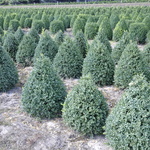 Buxus Newport Blue — photo 1
