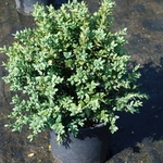 Buxus Newport Blue — photo 2