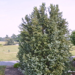 Buxus Newport Blue — photo 3