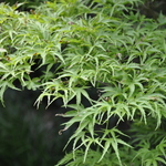 Acer palmatum 'Kamagata' — photo 3
