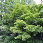 Acer palmatum 'Kamagata' — photo 4