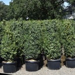 Buxus sempervirens 'Dee Runk' — photo 3