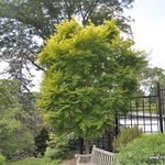 Acer palmatum 'Katsura' — photo 5