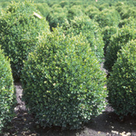 Buxus sempervirens Suffruticosa — photo 2