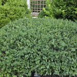 Buxus sempervirens 'Vardar Valley' — photo 2