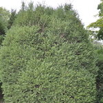 Buxus sempervirens 'Vardar Valley' — photo 3