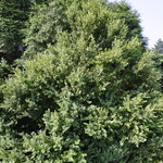 Buxus x 'Green Velvet' — photo 3