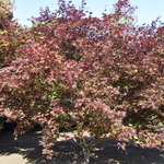 Acer palmatum 'Moonfire' — photo 3