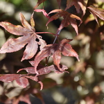 Acer palmatum 'Moonfire' — photo 4