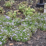 Campanula Samantha (R) — photo 1