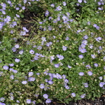 Campanula Samantha (R) — photo 2