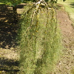 Caragana arborescens 'Walkeri' — photo 1