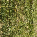 Caragana arborescens 'Walkeri' — photo 2