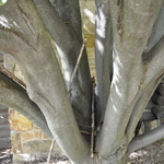 Carpinus betulus 'Fastigiata' — photo 3