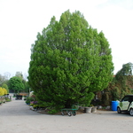 Carpinus betulus 'Fastigiata' — photo 4