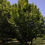Carpinus betulus Franz Fontaine — photo 3