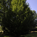 Carpinus betulus Franz Fontaine — photo 4