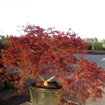 Acer palmatum dissectum 'Garnet' — photo 4