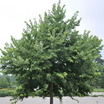 Celtis occidentalis — photo 2