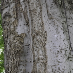Celtis occidentalis — photo 3